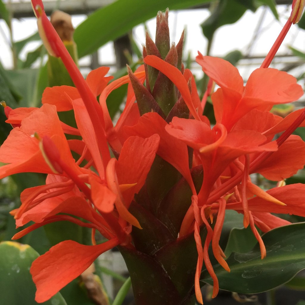 flower ginger lily Hedychium Rubrum Bulbs – Exotic Red Ginger Lilies