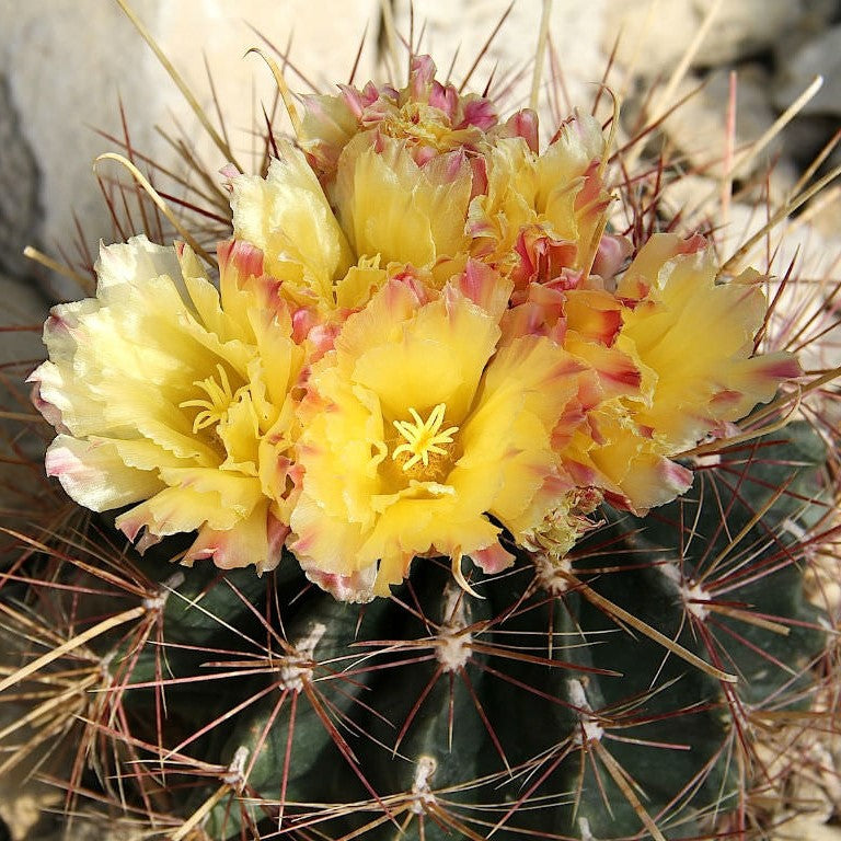Hamatocactus Hamatocanthus Cactus Plant - myBageecha