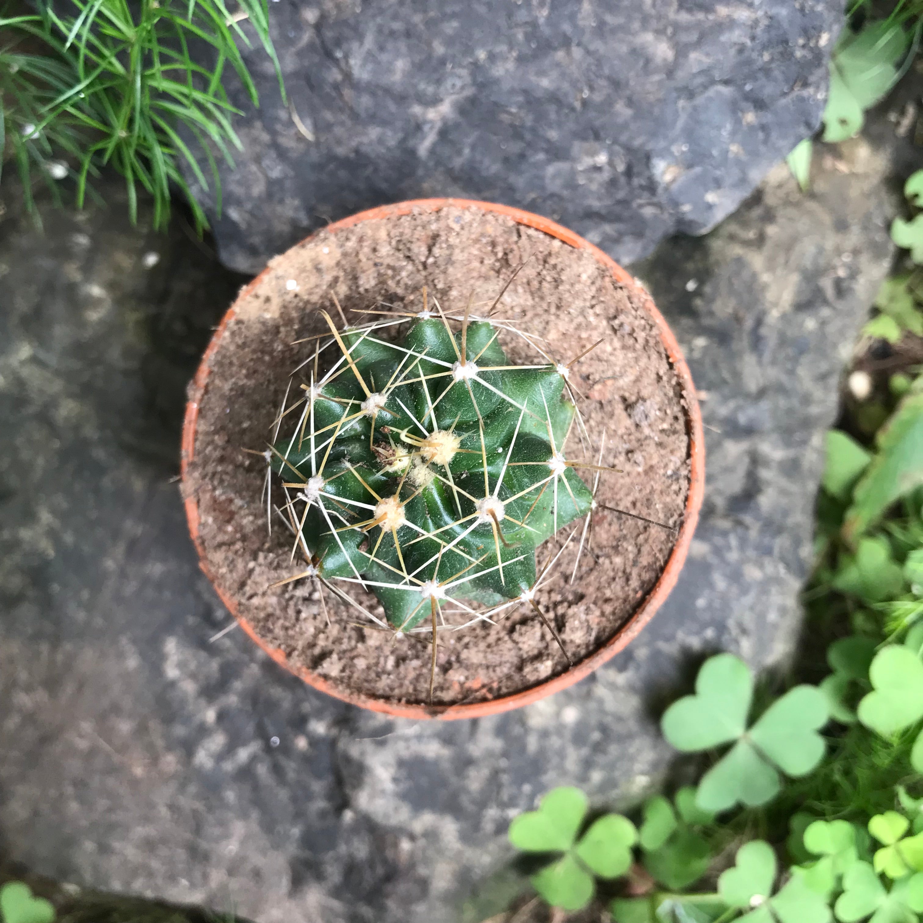 Hamatocactus Hamatocanthus Cactus Plant - myBageecha