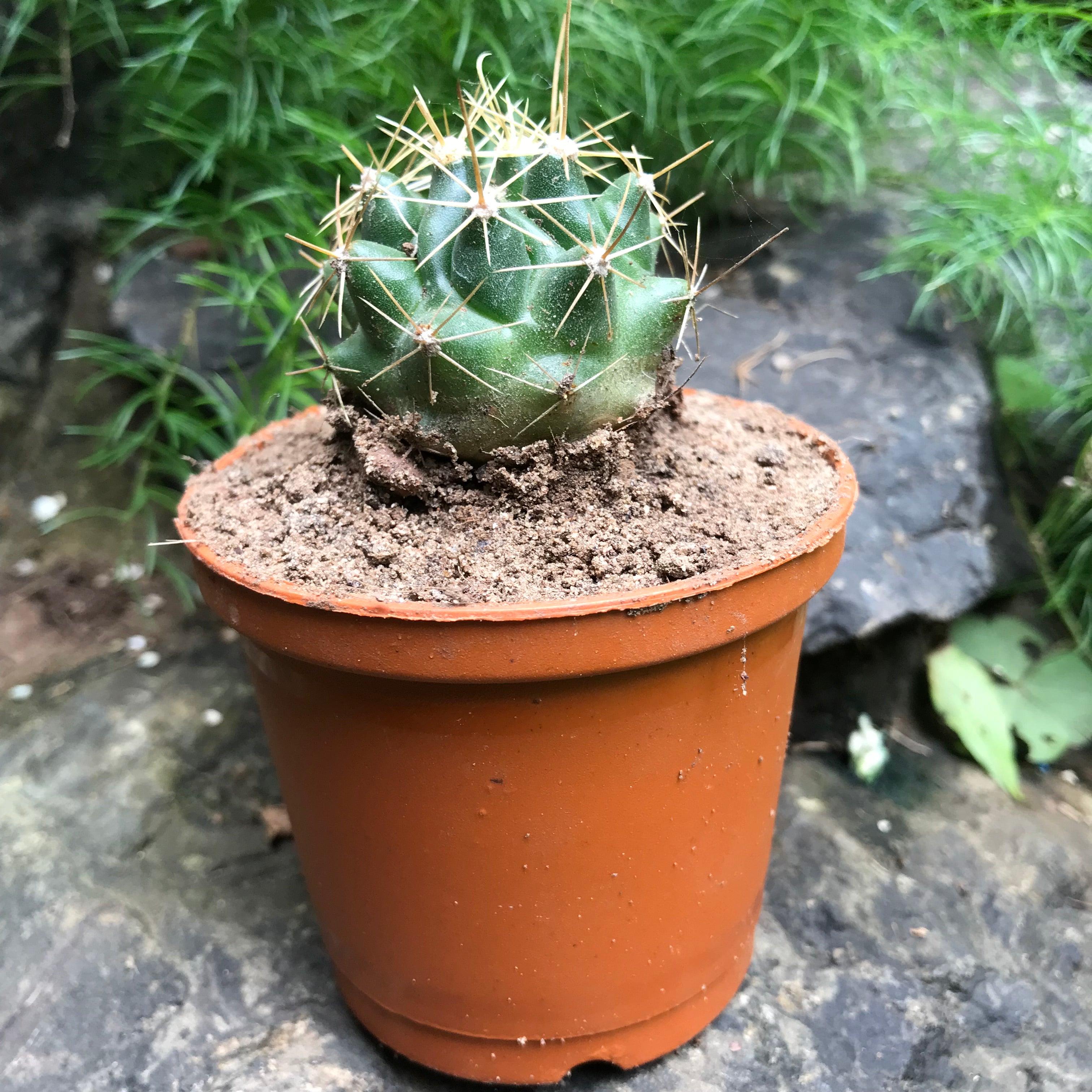 Hamatocactus Hamatocanthus Cactus Plant - myBageecha