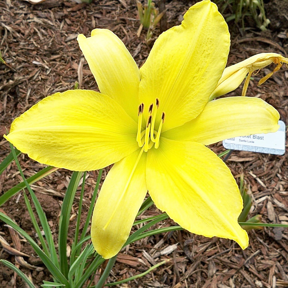 Hemerocallis 'Hyperion' (Bulbs) - myBageecha