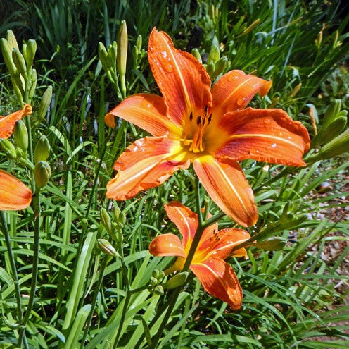 Hemerocallis 'Orange Dream' (Bulbs) - myBageecha