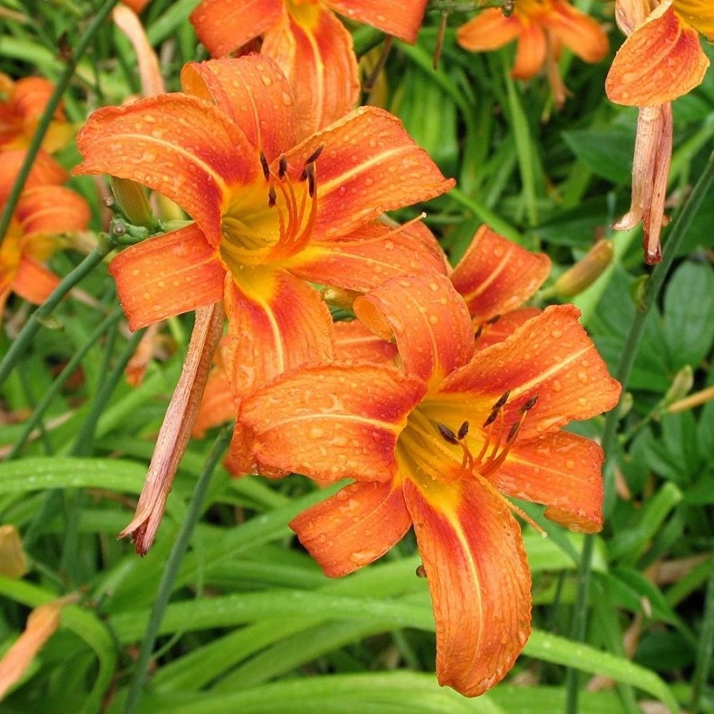 Hemerocallis 'Kwanso' (Bulbs) - myBageecha