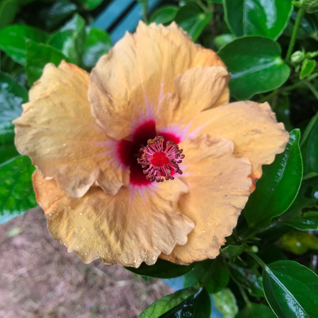 Hibiscus Tahitian French Toast Plant - myBageecha