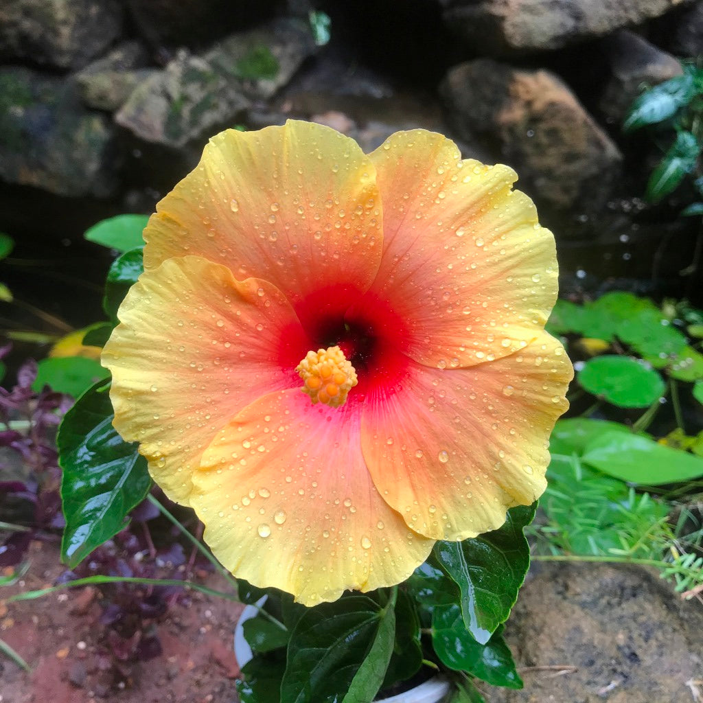 Hibiscus Lemon Drop Plant - myBageecha
