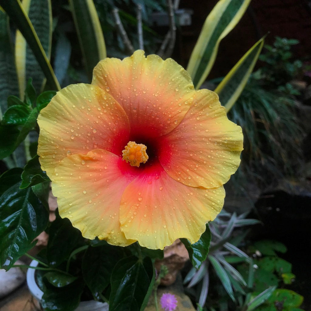 Hibiscus Lemon Drop Plant - myBageecha