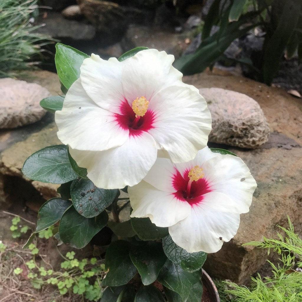 Hibiscus Luna White Plant - myBageecha