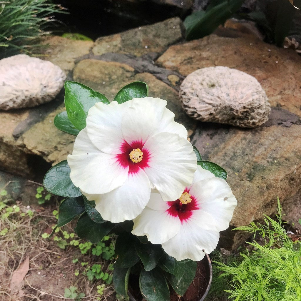 Hibiscus Luna White Plant - myBageecha