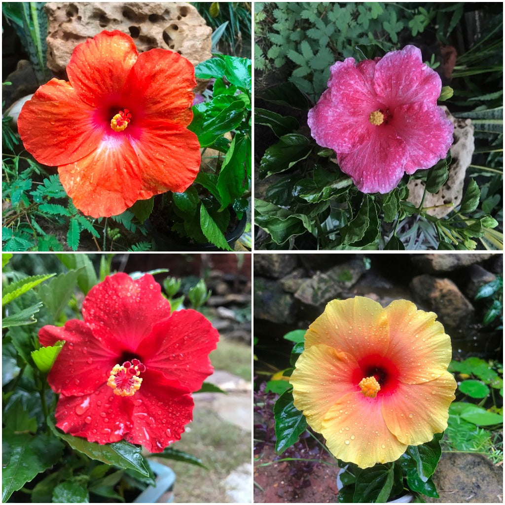 Assorted Hibiscus pack showing bright red, pink, orange, and yellow tropical flowers