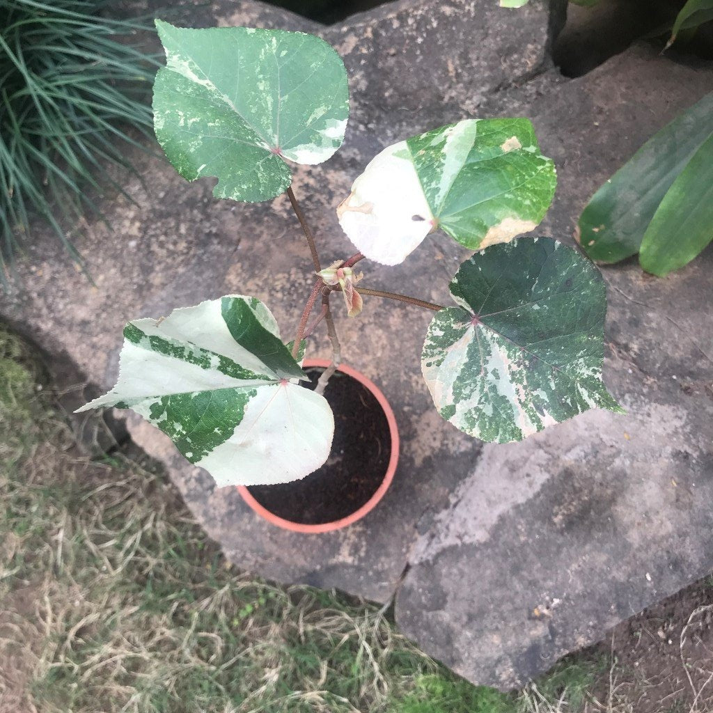 Hibiscus tiliaceus variegata (Bola) - myBageecha