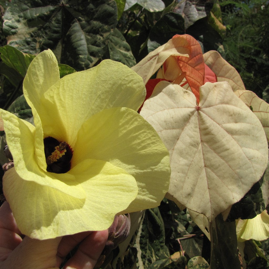 Hibiscus tiliaceus variegata (Bola) - myBageecha
