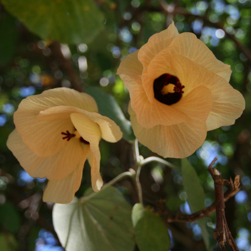 Hibiscus tiliaceus variegata (Bola) - myBageecha