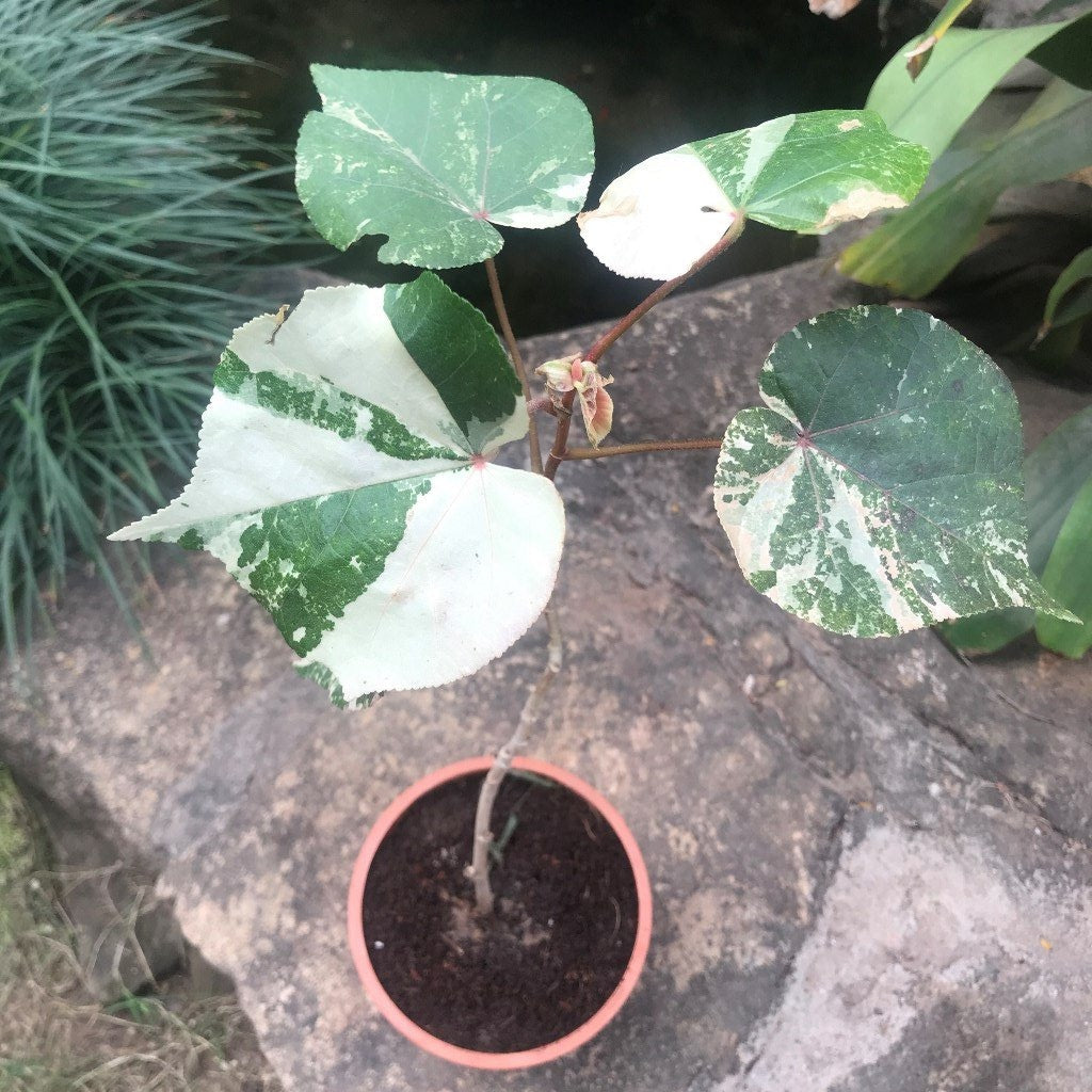 Hibiscus tiliaceus variegata (Bola) - myBageecha
