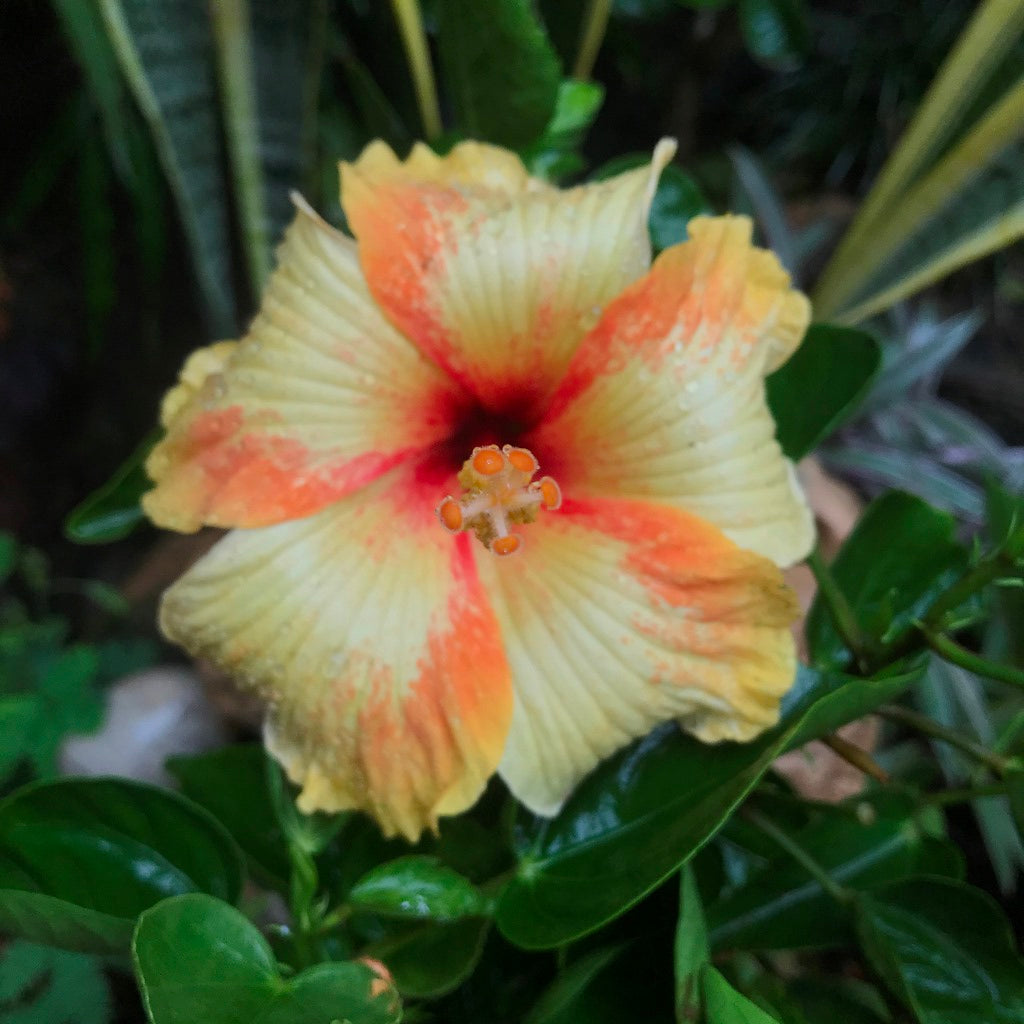 Hibiscus Saffron Twist Plant - myBageecha