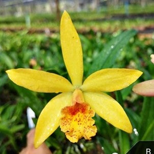 Cat. Hidden Gold - myBageecha