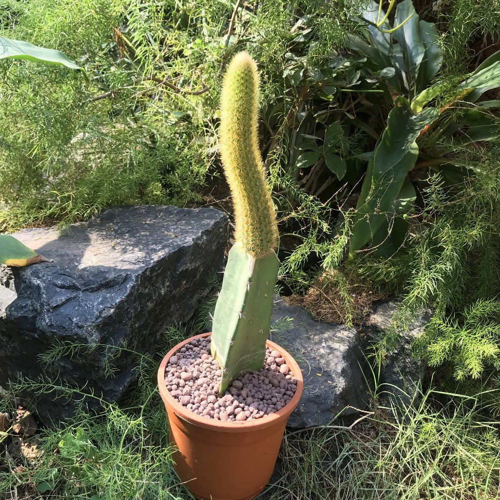 Hilderwintera Aureispina Cactus Plant - myBageecha