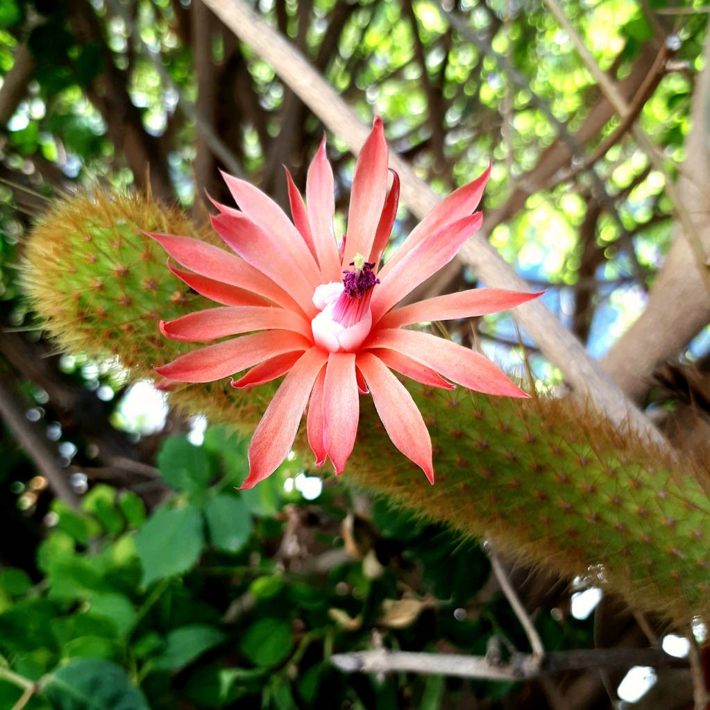 Hilderwintera Aureispina Cactus Plant - myBageecha