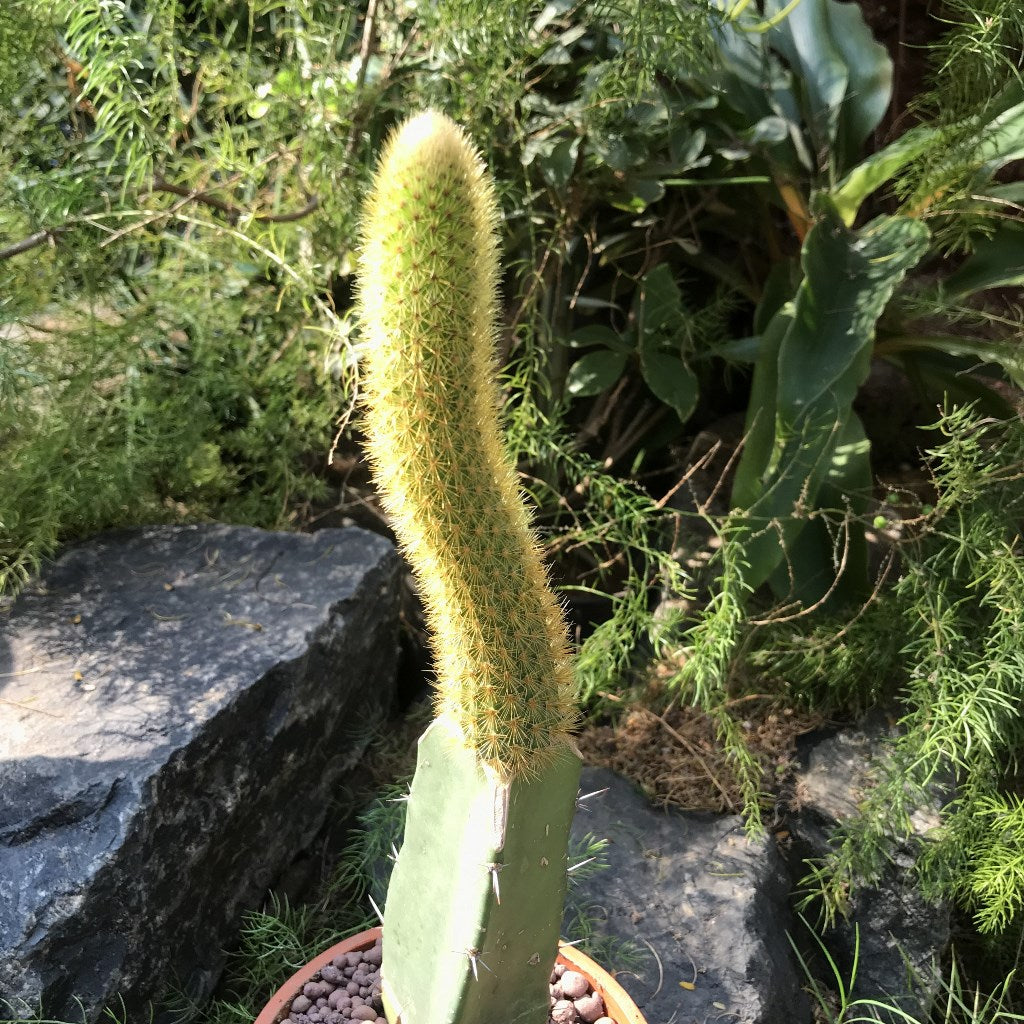 Hilderwintera Aureispina Cactus Plant - myBageecha