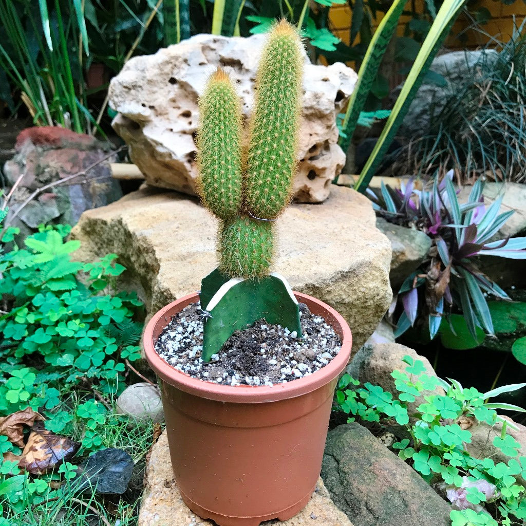 Hilderwintera Aureispina Cactus Plant - myBageecha