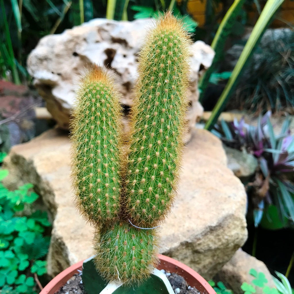 Hilderwintera Aureispina Cactus Plant - myBageecha