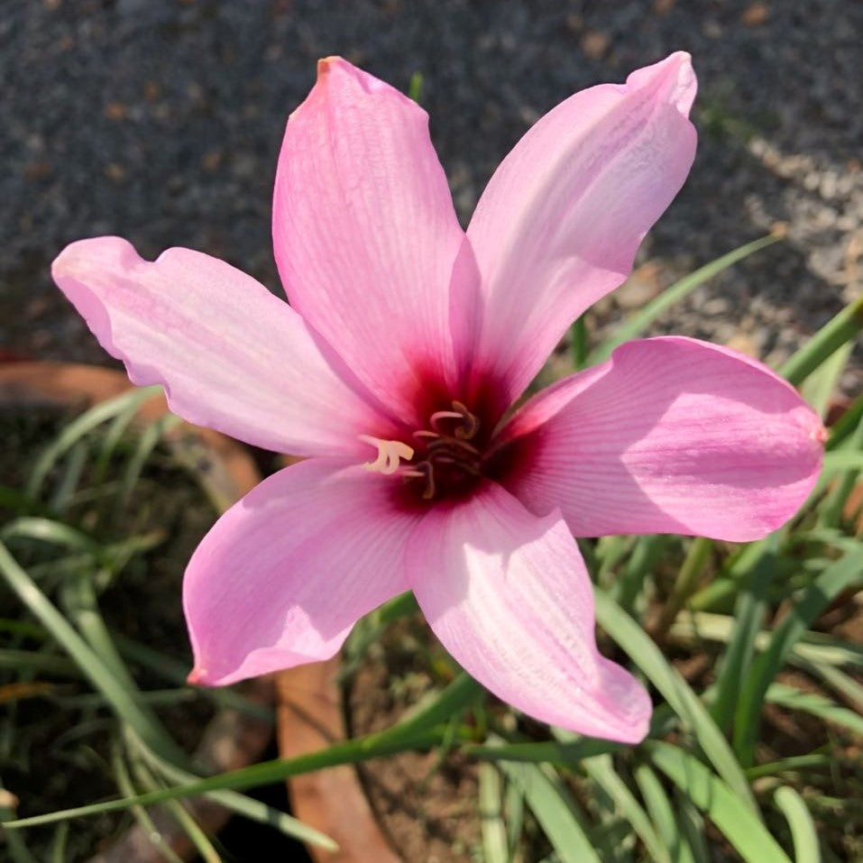 Rain Lily 'Holland' (Bulbs) - myBageecha