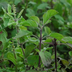 Holy Basil Ram Tulsi Plant