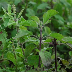 Holy Basil_Ocimum sanctum Plants myBageecha - myBageecha