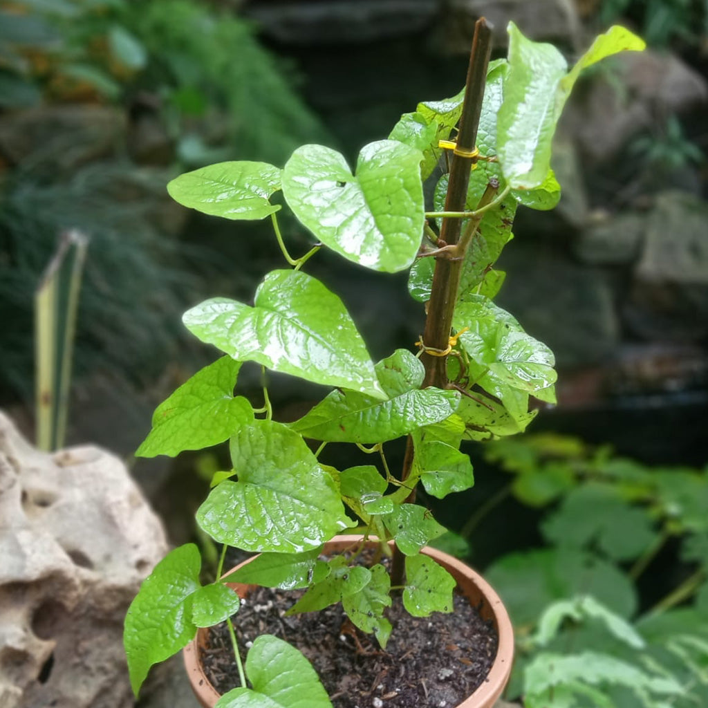 Honolulu Creeper Plant - myBageecha