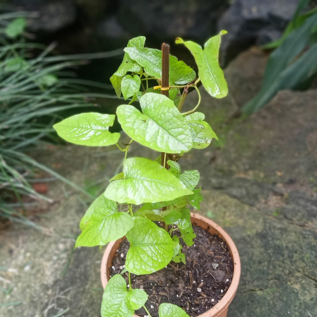 Honolulu Creeper Plant - myBageecha