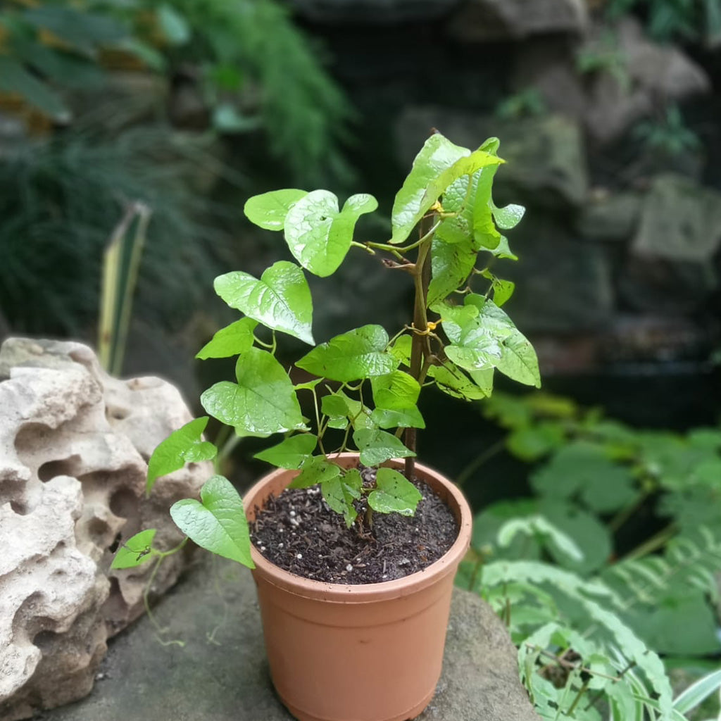 Honolulu Creeper Plant - myBageecha