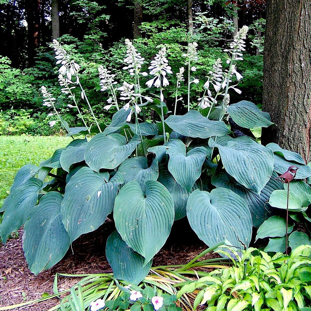 Hosta Funkia Blue - myBageecha