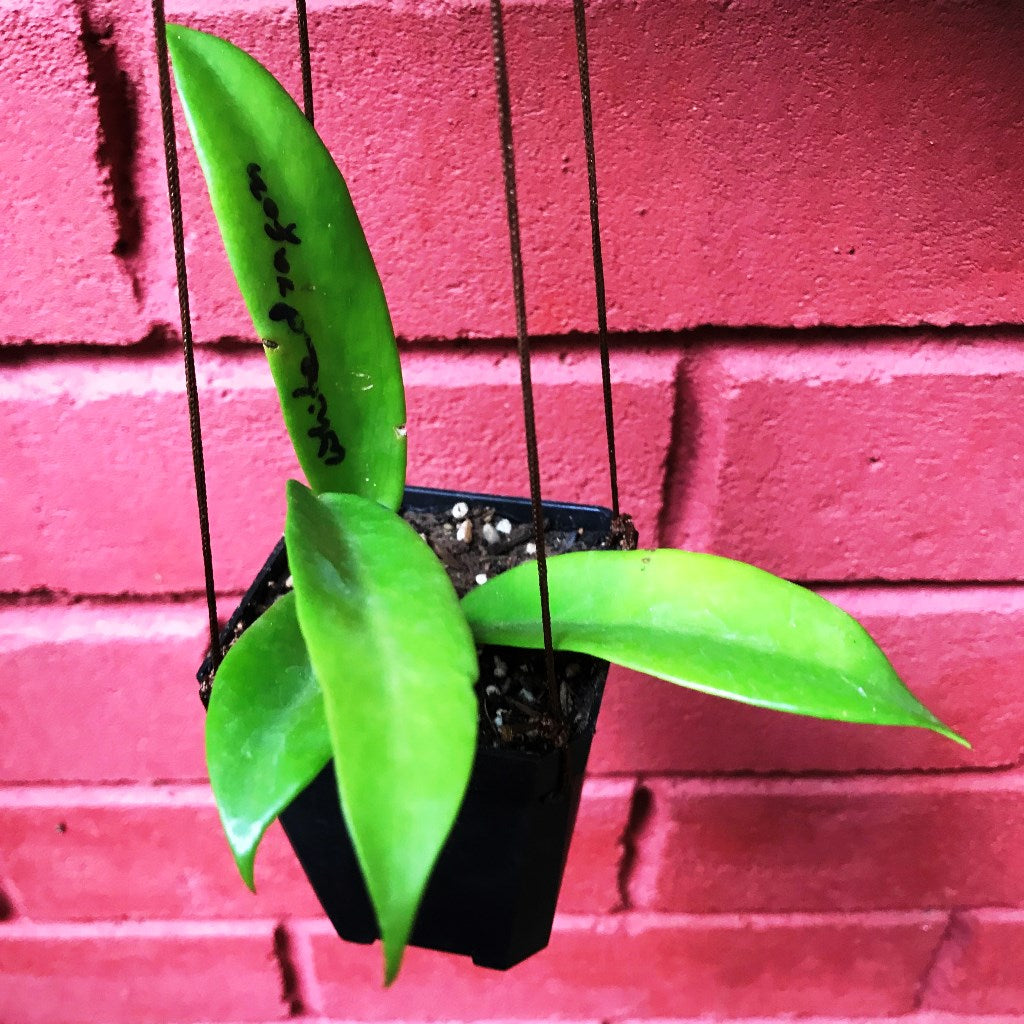 Hoya pubicalyx White Dragon Plant - myBageecha