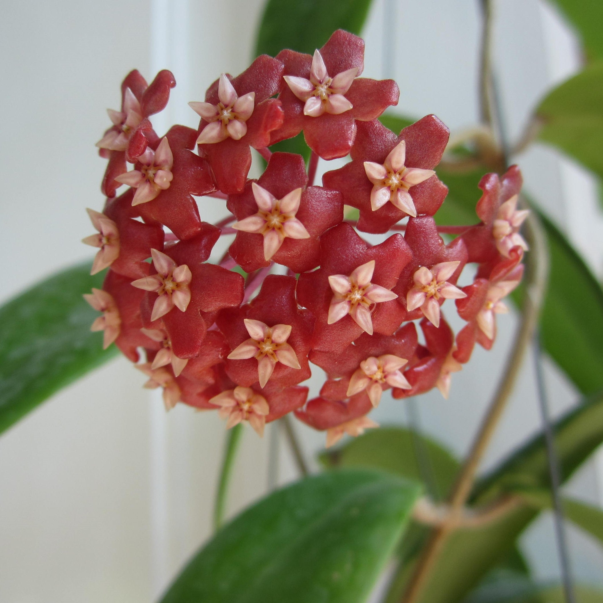 Hoya Ilagiorum Plant - myBageecha