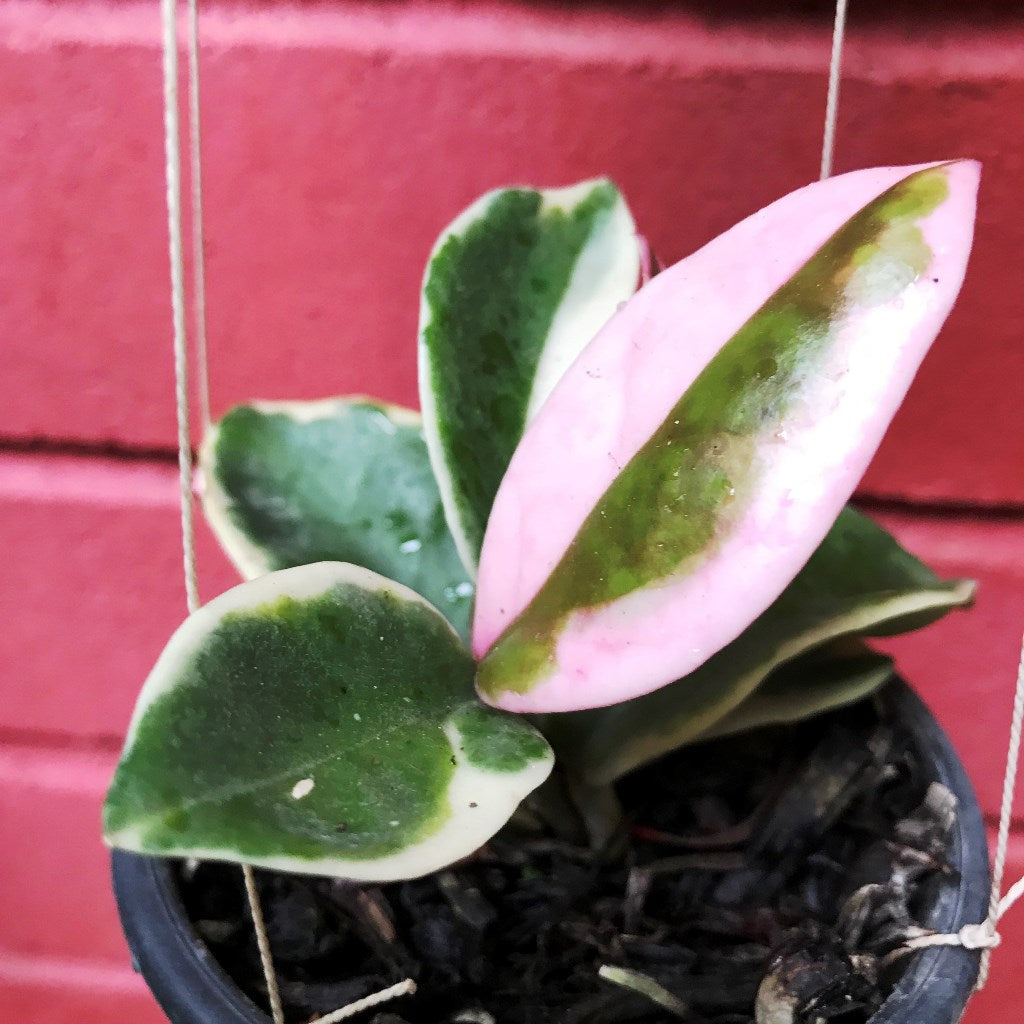 Hoya Carnosa Albomarginata Plant - myBageecha