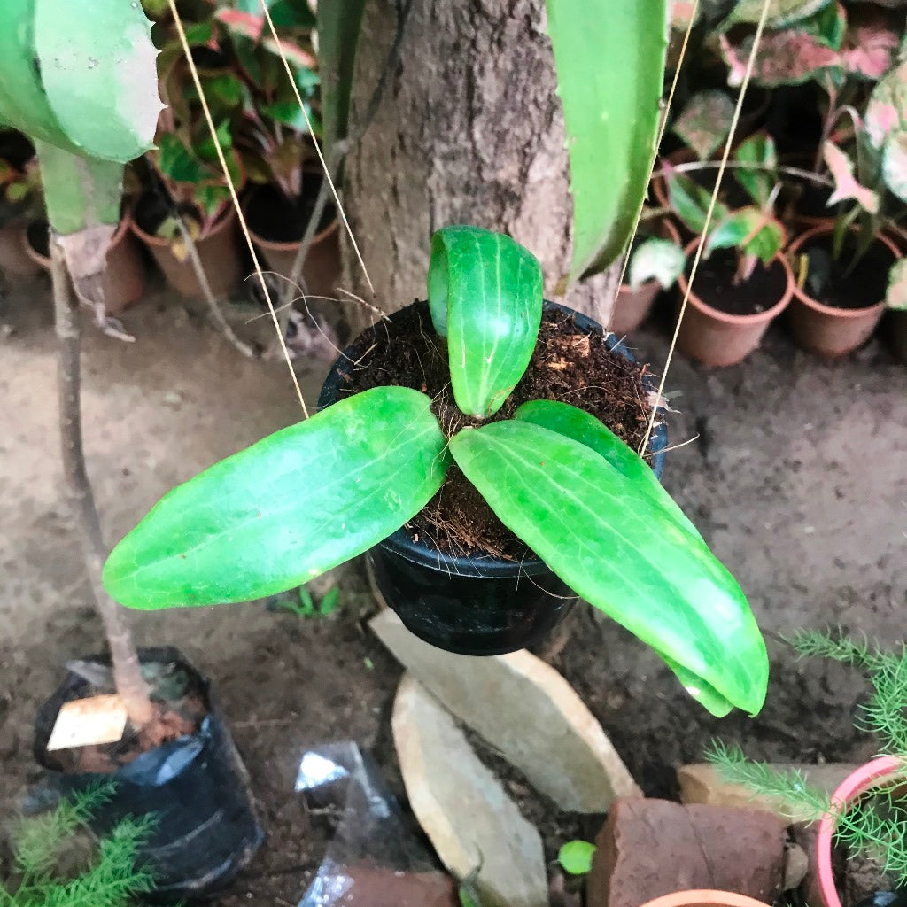 Hoya Ilagiorum Plant - myBageecha