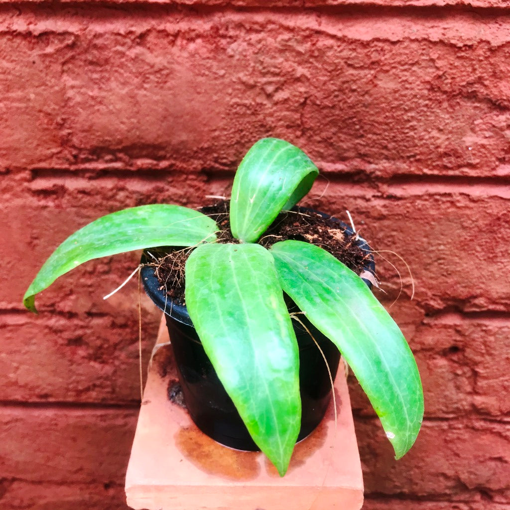 Hoya Ilagiorum Plant - myBageecha