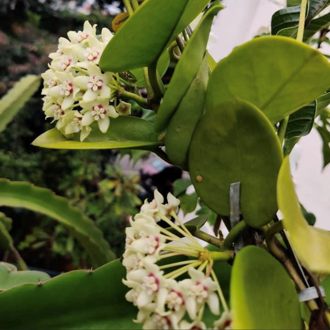 Hoya Australis Plant - myBageecha