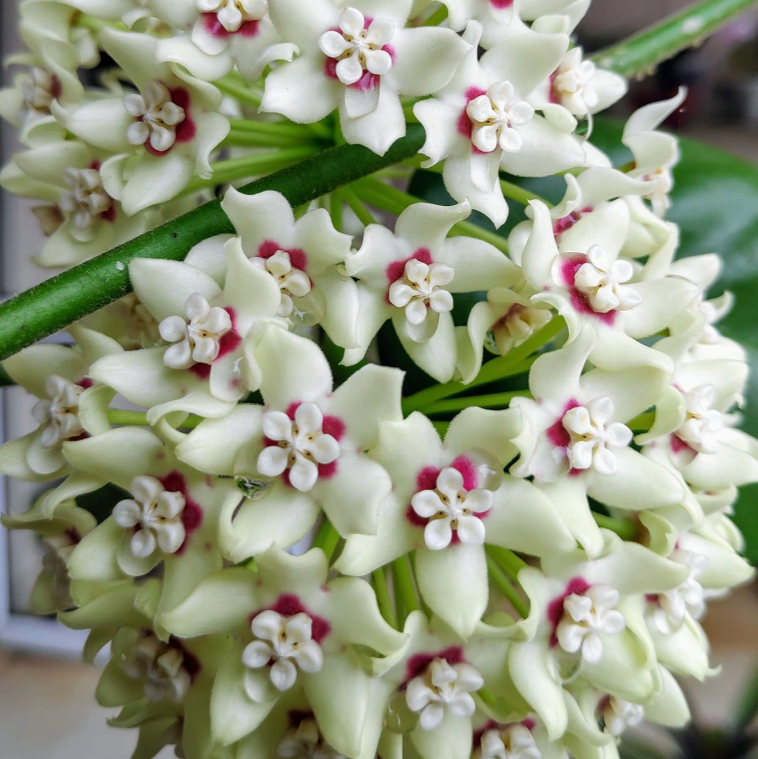 Hoya Australis Plant - myBageecha