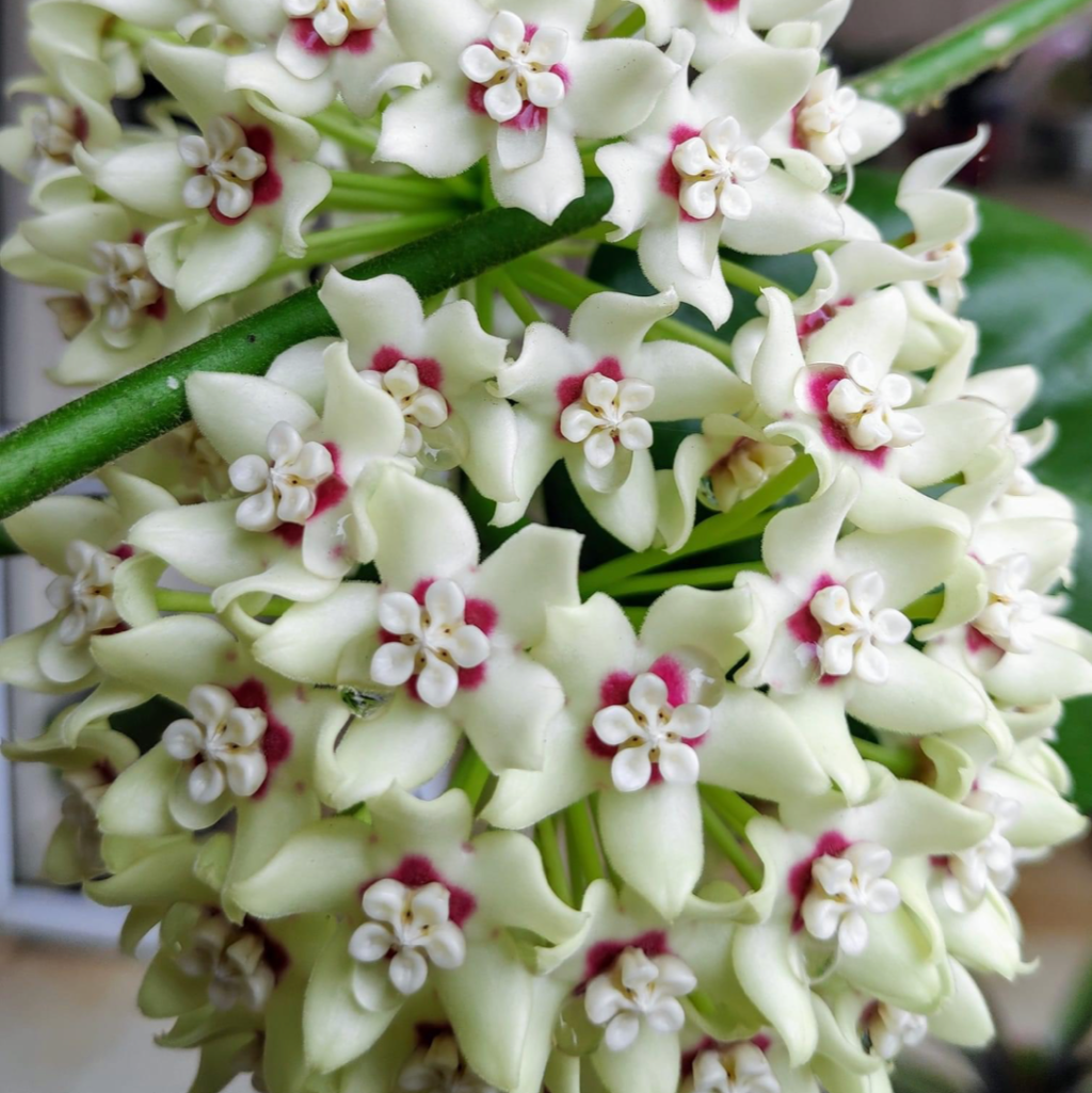 Hoya Australis Plant - myBageecha