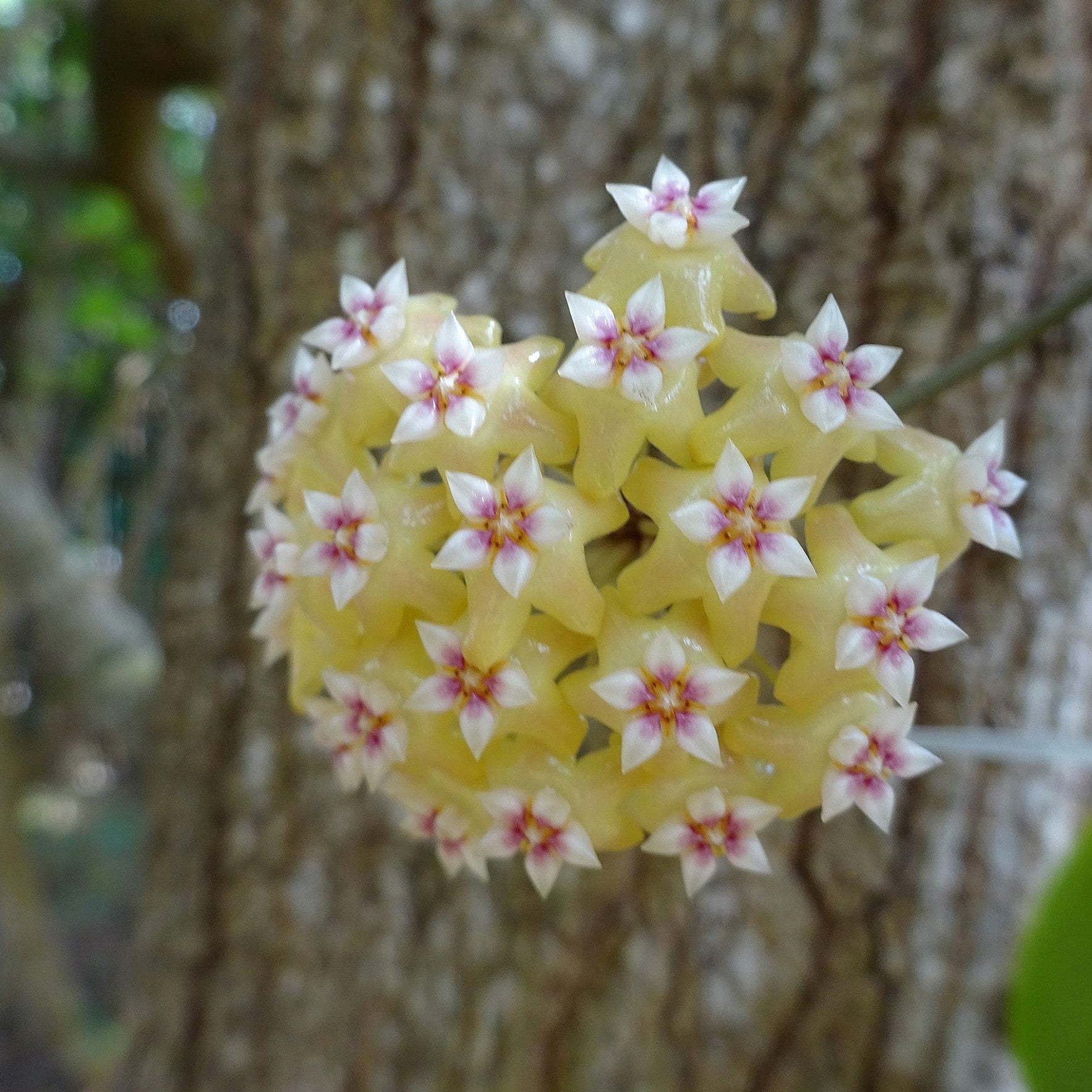 Hoya BP01 Plant - myBageecha