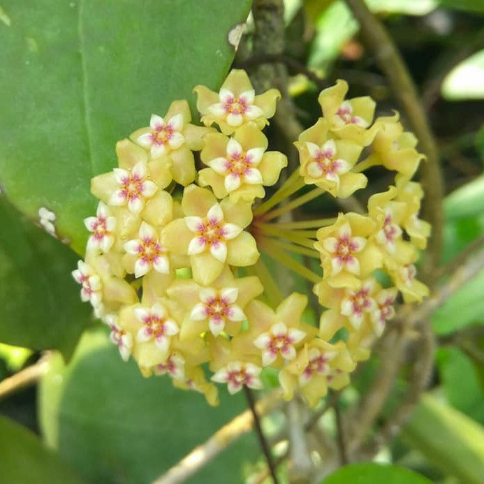 Hoya BP01 Plant - myBageecha