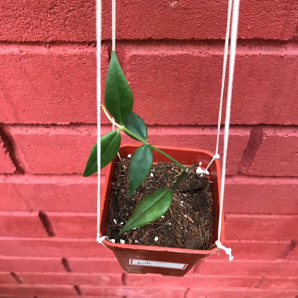 Hoya Bella Plant - myBageecha