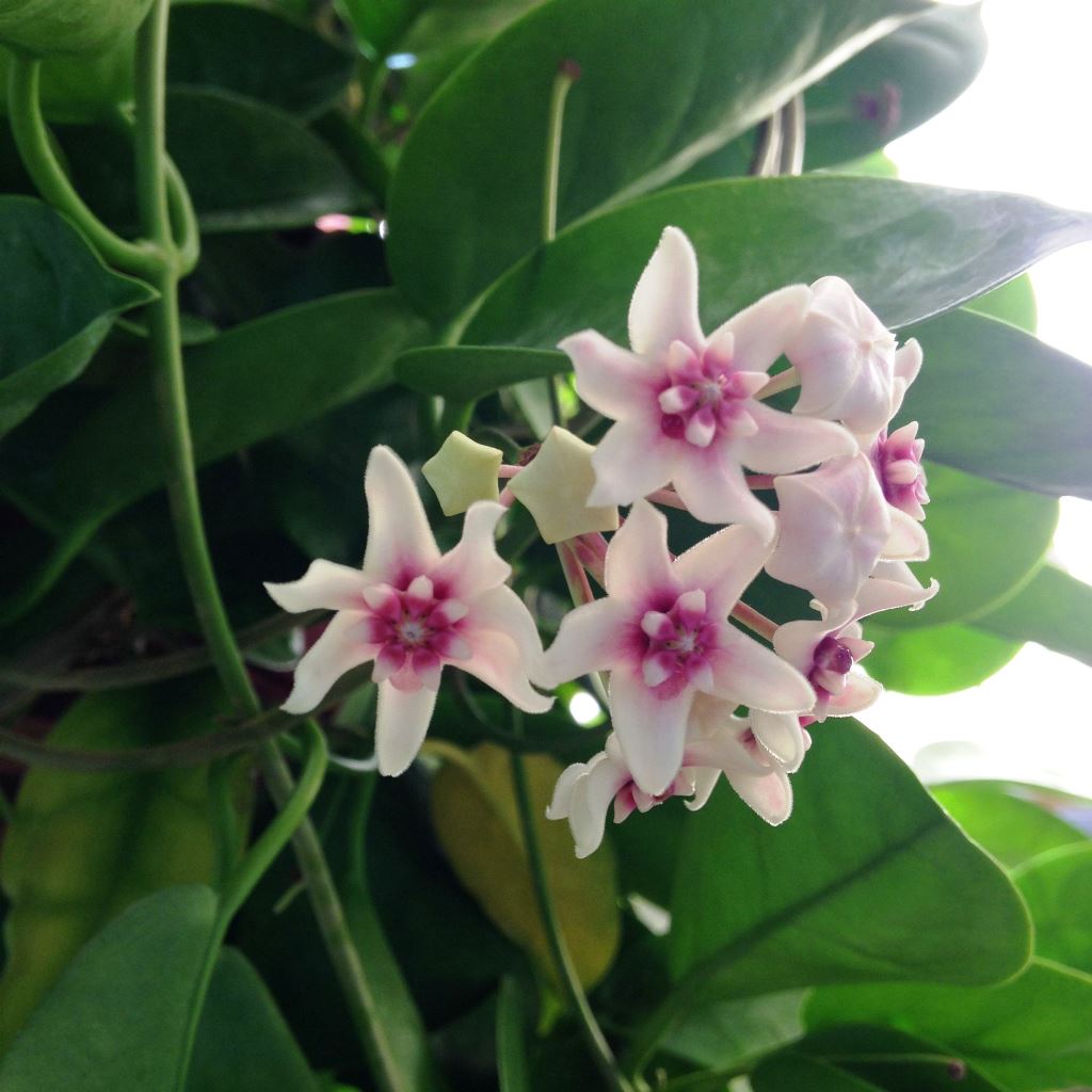 Hoya Bella Plant - myBageecha