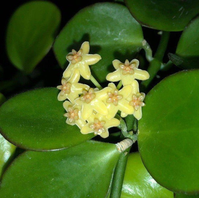 Hoya Biakensis Plant - myBageecha