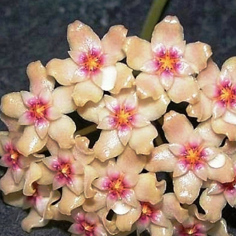 Hoya Bogor Plant - myBageecha