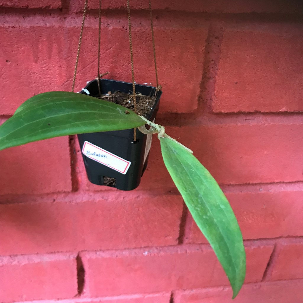 Hoya Bulusan Plant - myBageecha