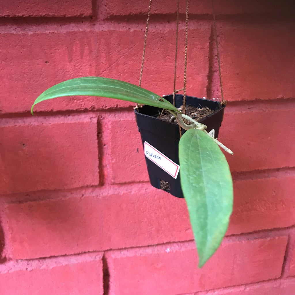 Hoya Bulusan Plant - myBageecha