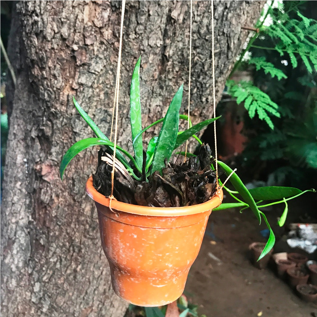 Dischidia Parasitica Plant - myBageecha