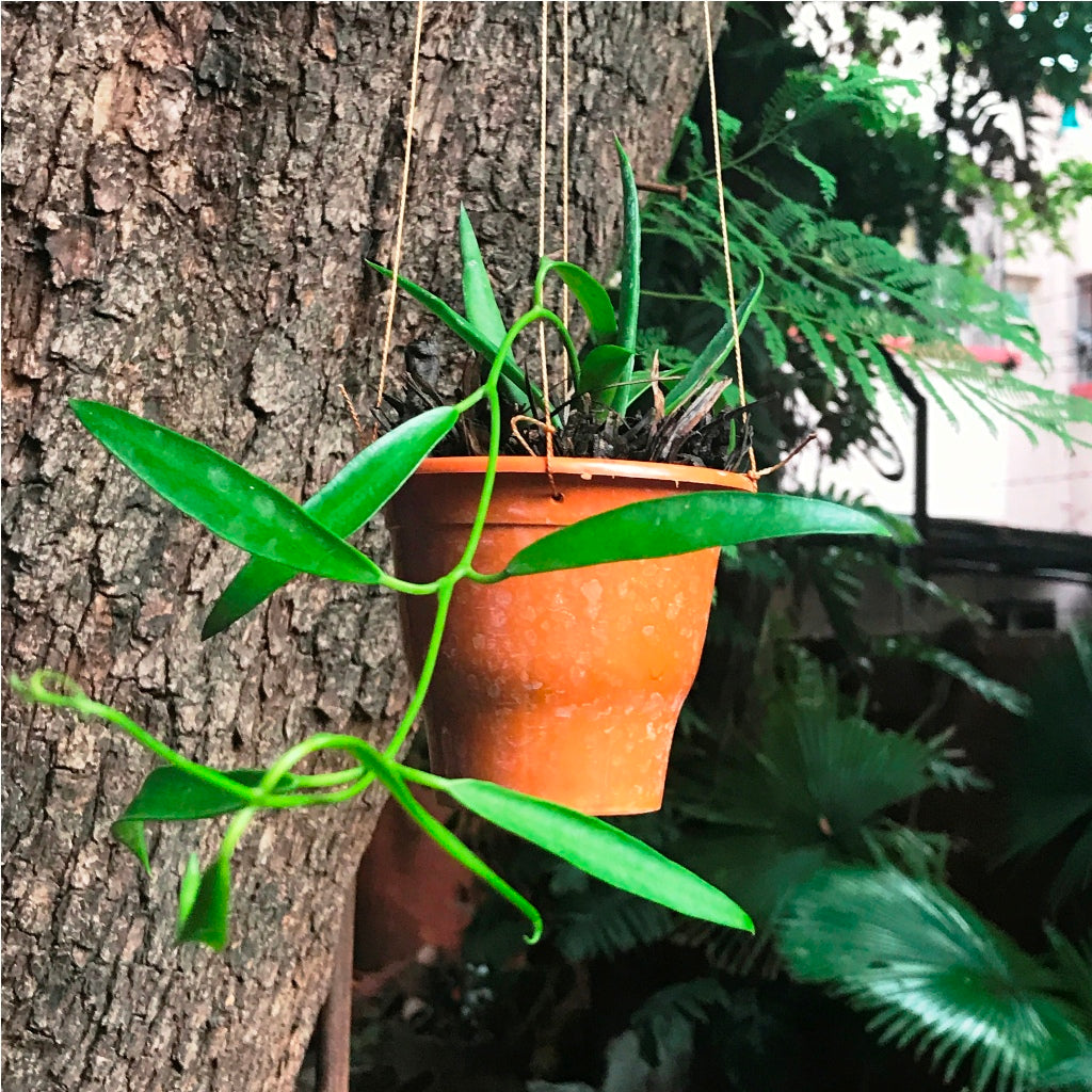 Dischidia Parasitica Plant - myBageecha