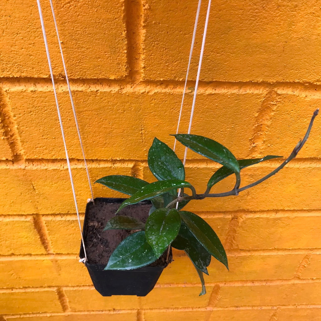 Hoya Carnosa Plant - myBageecha